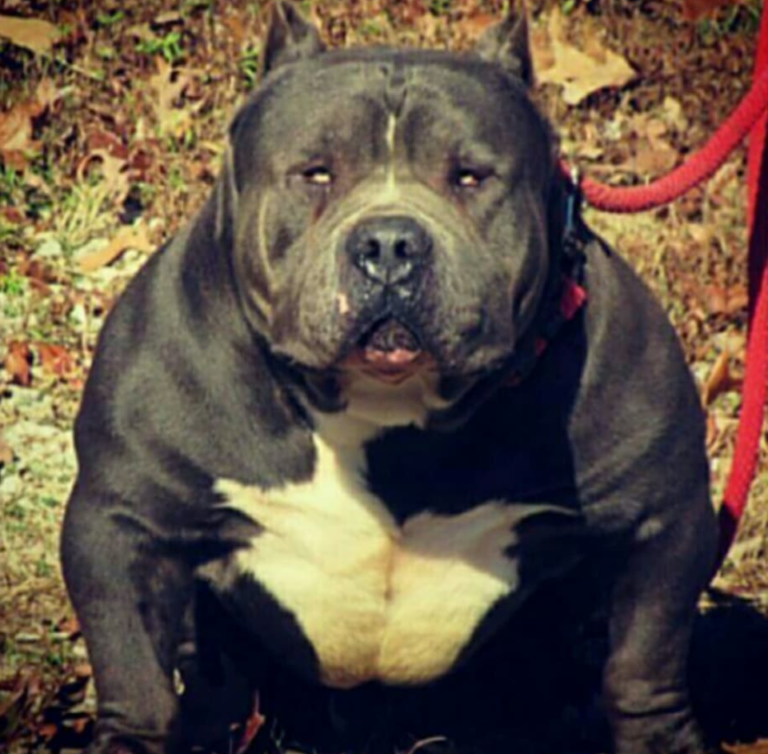 american bully blue nose for sale