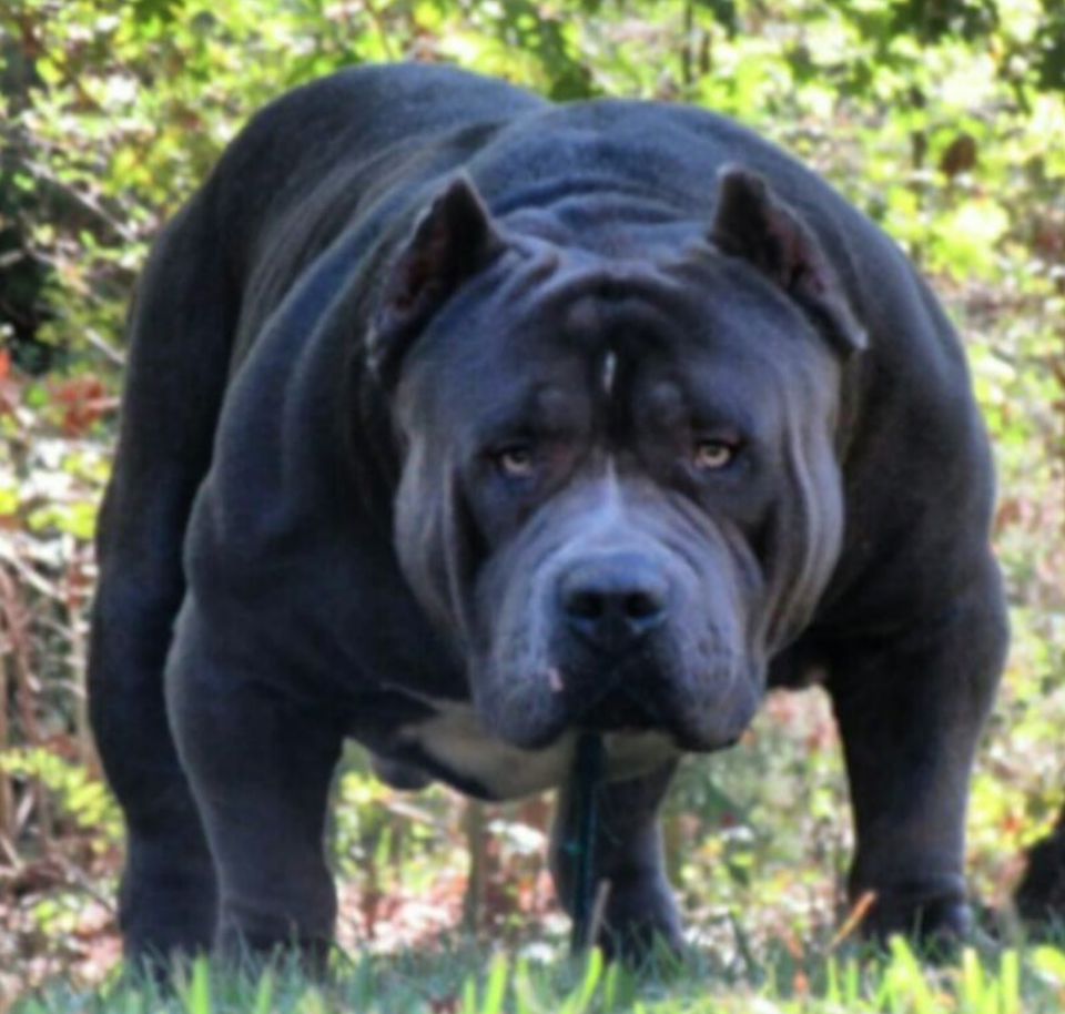 Herk - Best choice for American xl Bully and Pitbull puppies available for sale