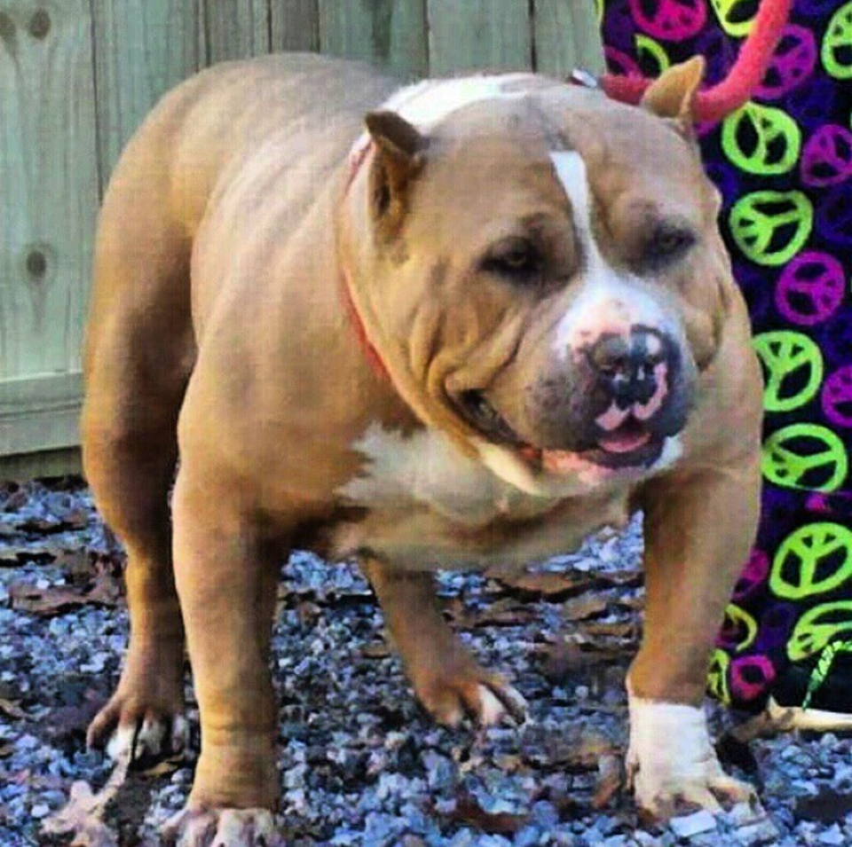 Deno - XL American Bully Breeder in Alabama. World Wide Shipping Available. American Bully and Pitbull puppies available for sale