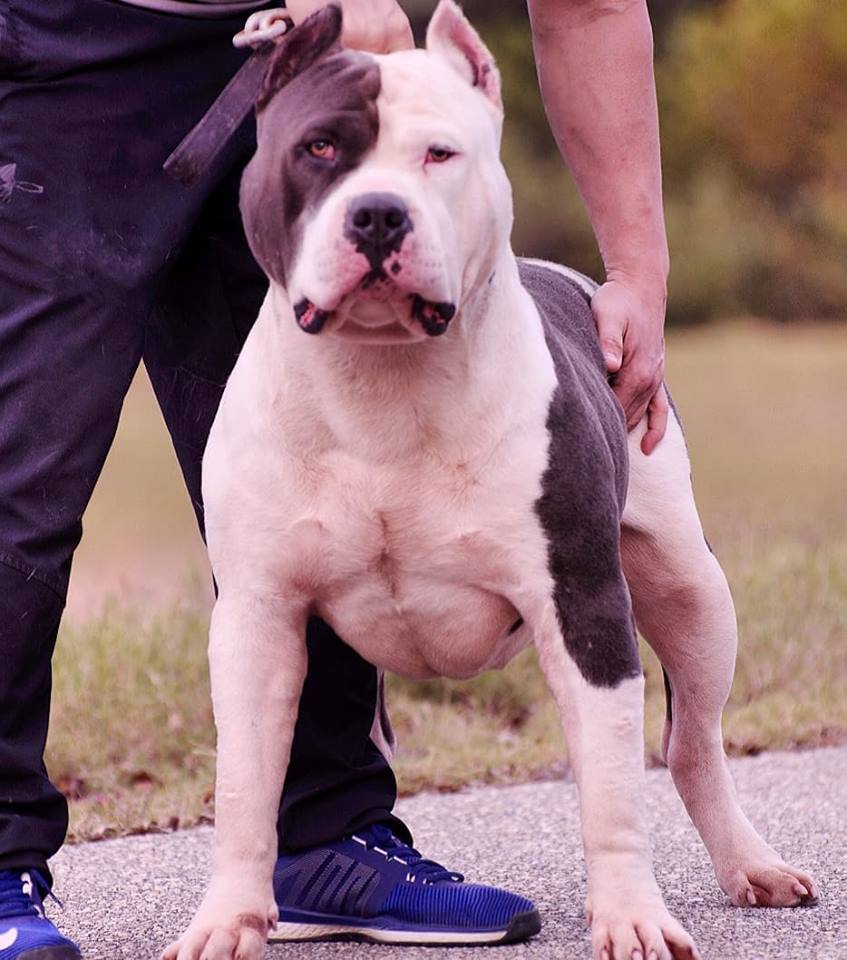 King Zeus - XL American Bully Breeder in Alabama. World Wide Shipping Available. American Bully and Pitbull puppies available for sale
