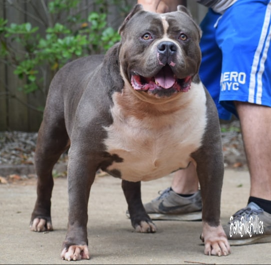 Probull's Bam Bam - XL American Bully Breeder in Alabama. World Wide Shipping Available. American Bully and Pitbull puppies available for sale