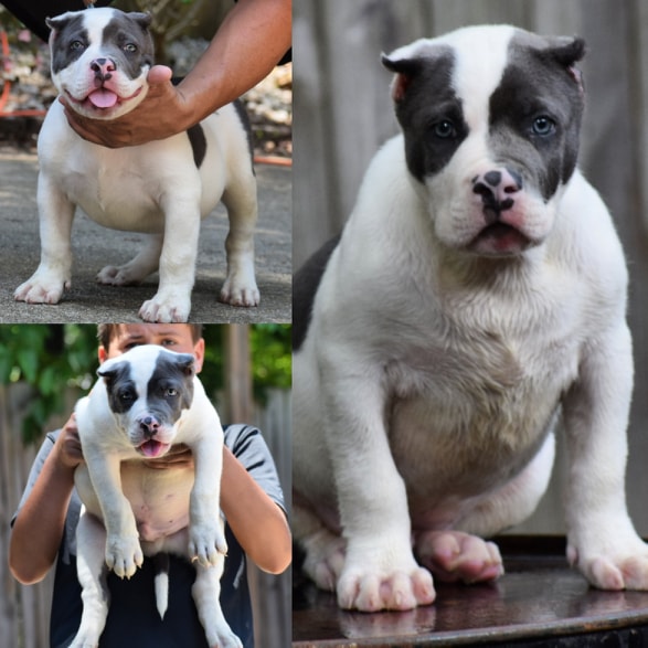 Read more about the article Bam Bam Male for Sale $3500