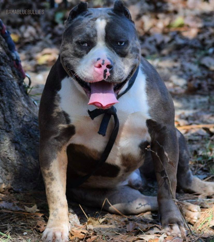 Saban - XL American Bully Breeder in Alabama. World Wide Shipping Available. American Bully and Pitbull puppies available for sale