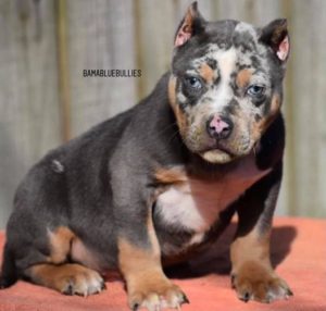 Read more about the article Merle tri perfection Male 9 weeks
