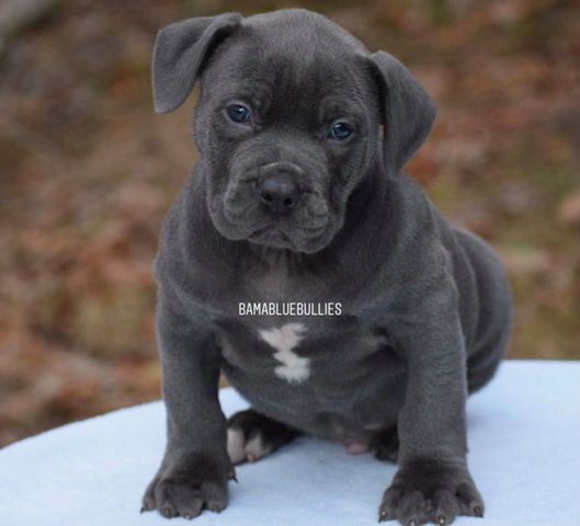 Read more about the article XXl Blue Male 6 weeks $4k Probulls Bam Bam grandson