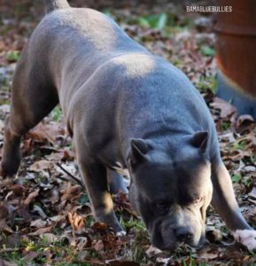 Read more about the article BAMABLUEBULLIES Big Sully Blue This guy is huge just like my boy