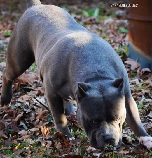 You are currently viewing BAMABLUEBULLIES Big Sully Blue This guy is huge just like my boy