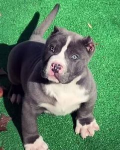 Read more about the article #Bamanews Could he be your Valentine
 BAMABLUEBULLIES.COM
 #Bullypup
 #probullsb…