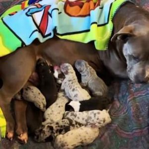 Read more about the article #Bamanews We are blessed with 13 beautiful puppies and they are biggg If you’re …