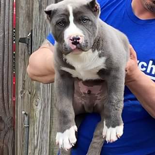 Read more about the article We have real life giants over here
 BAMABLUEBULLIES.COM
 #bullypuppies
 #bullypu…