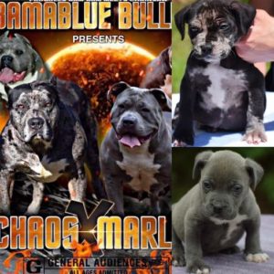 Read more about the article #Bamanews These guys are 7 weeks
#ProbullsBamBam grandkids 
BAMABLUEBULLIES.COM
…