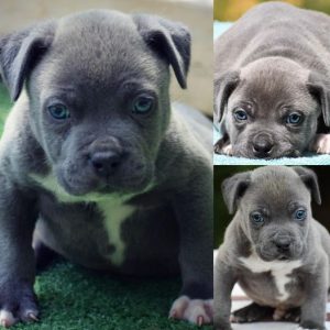 Read more about the article #Bamanews Beautiful blue boy at 8 weeks
#probullsbambam grandson 
BAMABLUEBULLIE…