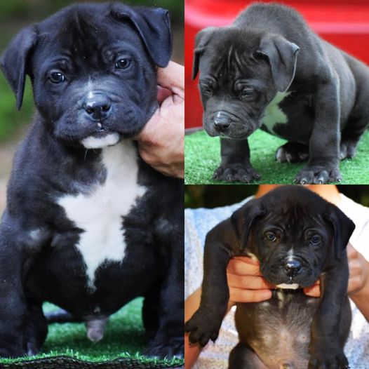 You are currently viewing #Bamanews Chaos and Marley male at 11 weeks #ProbullsBamBam grandson 
BAMABLUEBU…