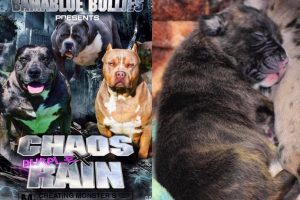 Read more about the article #Bamanews Beautiful Brindle female off Chaos and Purple Rain 
#ProbullsBamBam gr…