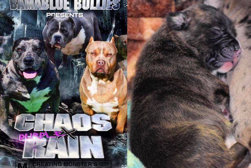 You are currently viewing #Bamanews Beautiful Brindle female off Chaos and Purple Rain 
#ProbullsBamBam gr…