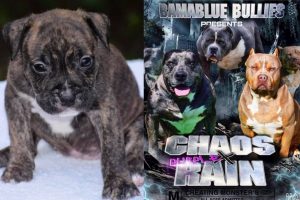 Read more about the article #Bamanews Beautiful brindle girl at 4 weeks
#probullsbambam granddaughter
BAMABL…