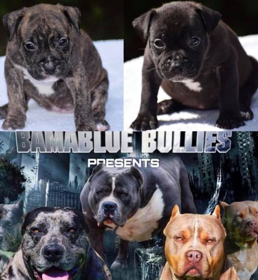 You are currently viewing #Bamanews Two beautiful females looking for a 
#ProbullsBamBam granddaughters
BA…