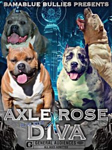 Read more about the article AXLE Rose X Blue Eyed Diva