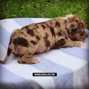 Read more about the article #Bamanews Beautiful Merle female at 6 weeksBAMABLUEBULLIES.COM 
Chaos and Purple…