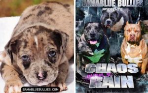 Read more about the article #Bamanews Beautiful Merle female She will be 7 weeks tomorrow BAMABLUEBULLIES.CO…