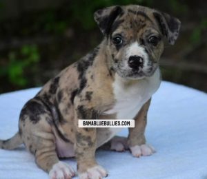 Read more about the article #Bamanews Beautiful Merle girl at 7 weeks
BAMABLUEBULLIES.COM
#bullypuppy
#bully…