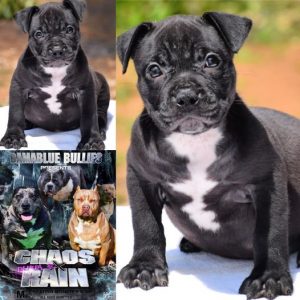 Read more about the article #Bamanews Beautiful female ready to go#ProbullsBamBam granddaughter 
#bullypuppy…