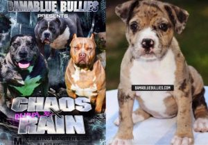 Read more about the article #Bamanews Beautiful Merle female at 7 weeks
#probullsBamBam granddaughter 
#merl…