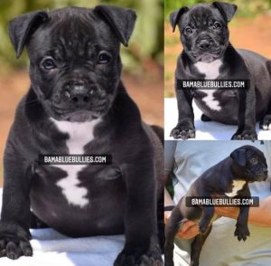 Read more about the article #Bamanews Beautiful female 7 weeks old
BAMABLUEBULLIES.COM
#bullypuppy
#american…