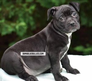 Read more about the article #Bamanews Beautiful female 8 weeks old from Chaos and Purple Rain 
BAMABLUEBULLI…
