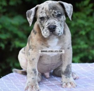Read more about the article #Bamanews Big Merle male at 8 weeks
BAMABLUEBULLIES.COM
#merlebully
#merlexxl
#m…