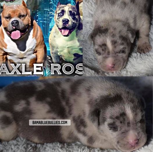 Read more about the article #Bamanews Beautiful Merle male at 2 weeks
 BAMABLUEBULLIES.COM
 #merlebully
 #am…
