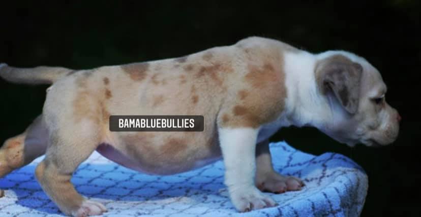 You are currently viewing #Bamanews Nothing better than a flashy bully she’s so unique 
 #merleamericanbul…