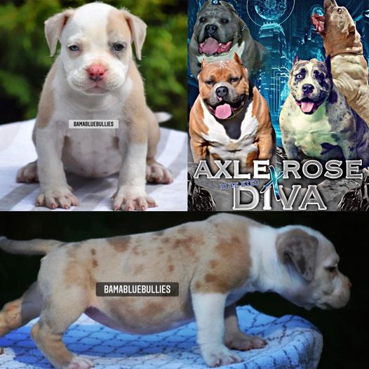 You are currently viewing #Bamanews This beautiful champagne Merle girl turned 7 weeks today 
BAMABLUEBULL…
