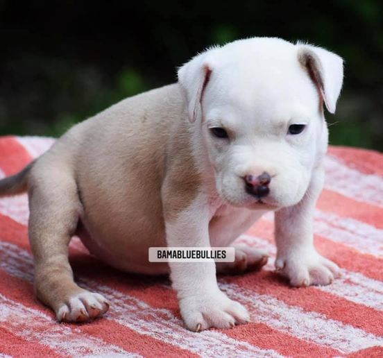 You are currently viewing #Bamanews This beautiful female just turned 6 weeks 
BAMABLUEBULLIES.COM
#bullyp…