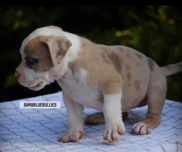 You are currently viewing #Bamanews Look at this beautiful champagne Merle female. 6 weeks
 #merlebully
 #…