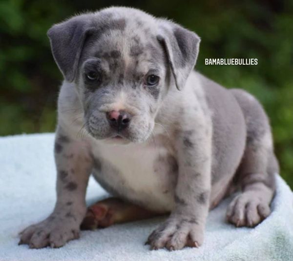 You are currently viewing #Bamanews Beautiful Merle male just turned 9 weeksBAMABLUEBULLIES.COM
 #merlebul…