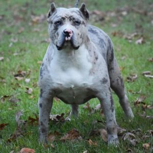 Read more about the article #Bamanews Our beautiful girl Rose
BAMABLUEBULLIES.COM
#merlebully
#merle
#merleb…