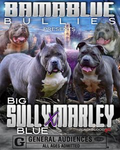 Read more about the article Big Sully Blue X Marley