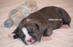 Read more about the article #Bamanews Big blue king Zeus male at 2 weeks.
BAMABLUEBULLIES.COM 
#bullypuppies…
