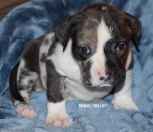 Read more about the article #Bamanews Look at this beautiful unique chocolate Merle girl BAMABLUEBULLIES.COM…