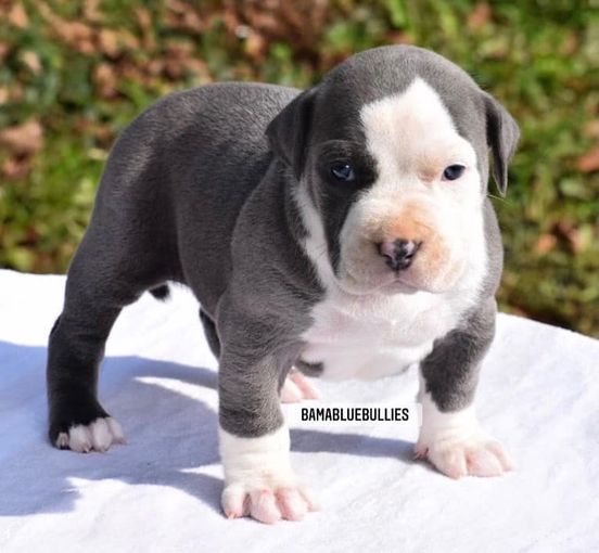 Read more about the article #Bamanews 5 weeks old
She’s got it
BAMABLUEBULLIES.COM
#bullypuppies
#bullypuppy…