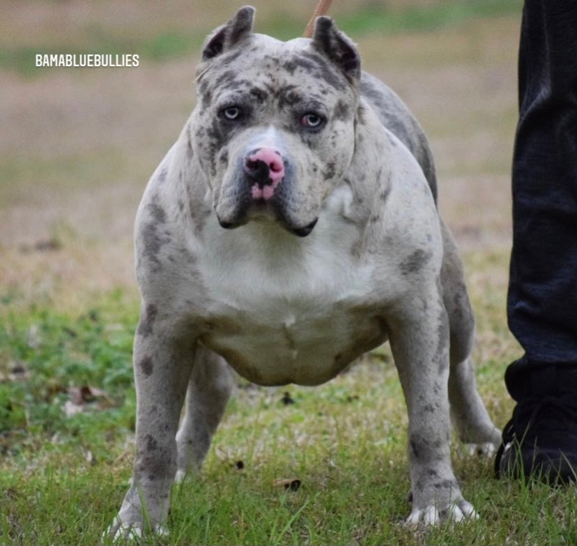 Rose - Best XL Bully Breeder in Alabama