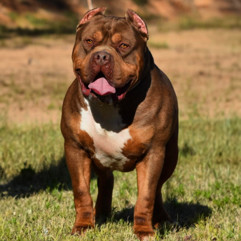 Chocolate Thunder - XL American Bully Breeder in Alabama. World Wide Shipping Available. American Bully and Pitbull puppies available for sale