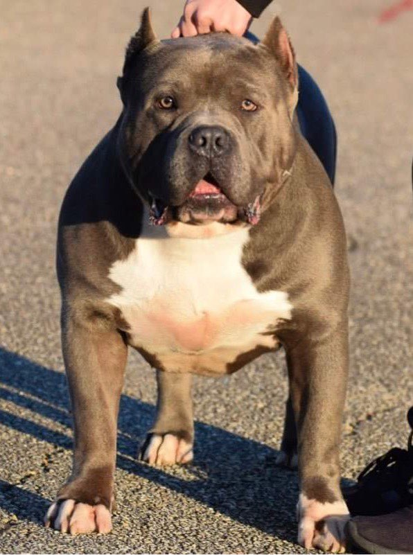 Big Sully Blue - XL American Bully Breeder in Alabama. World Wide Shipping Available. American Bully and Pitbull puppies available for sale