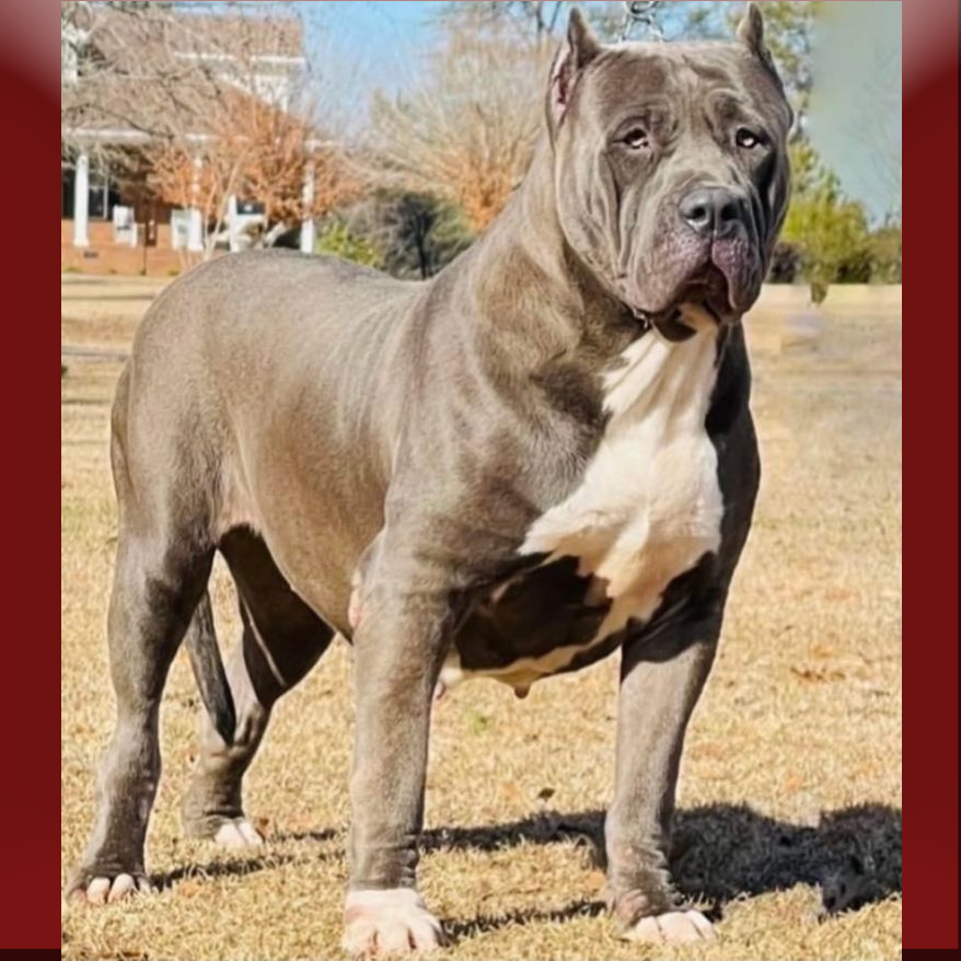 Hulk,XL American Bully,Famous Hulk