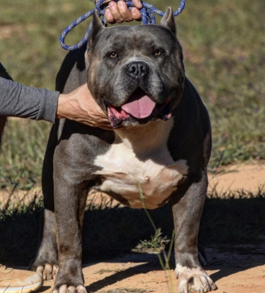 Big Sully Blue - Best choice for American xl Bully and Pitbull puppies available for sale