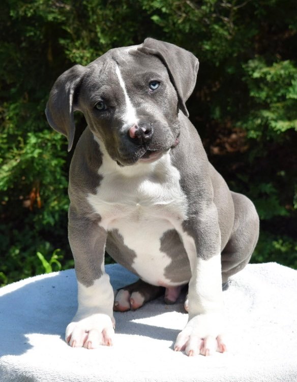 xl bully pups for sale Blue Male 1