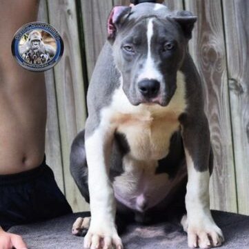 xl bully puppy for sale Blue Male 1