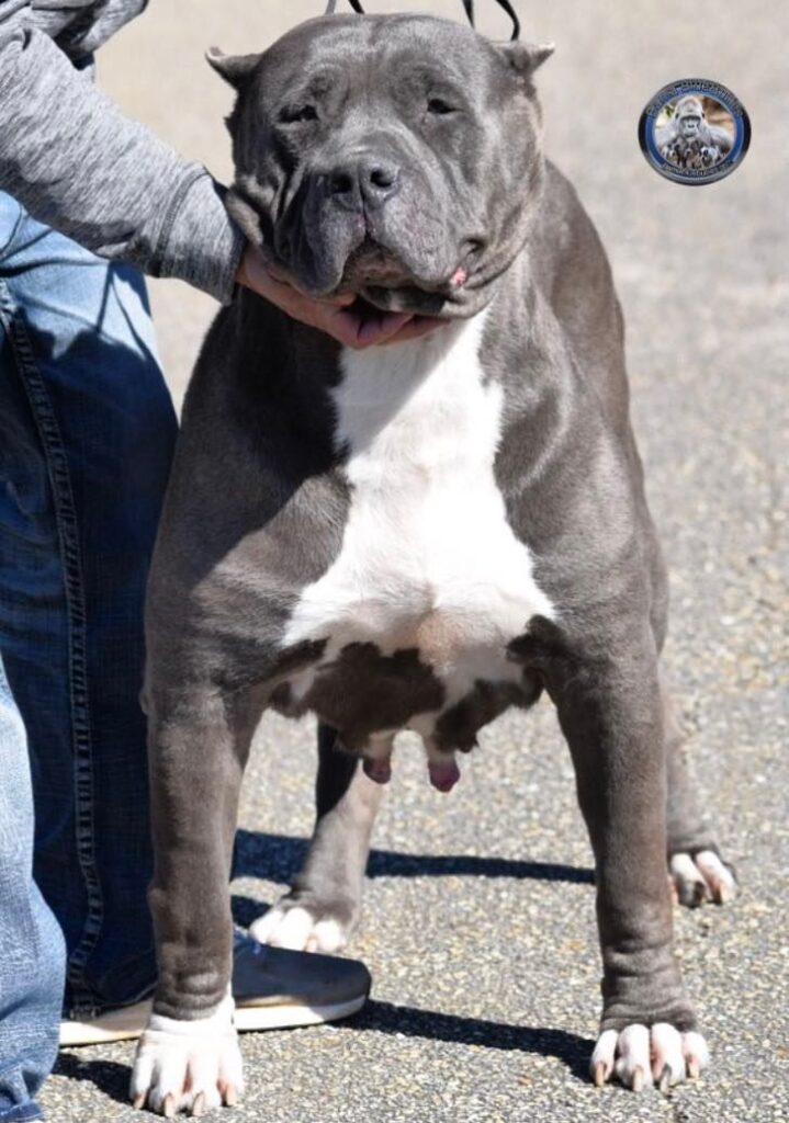 XL American bully pitbull pup for sale