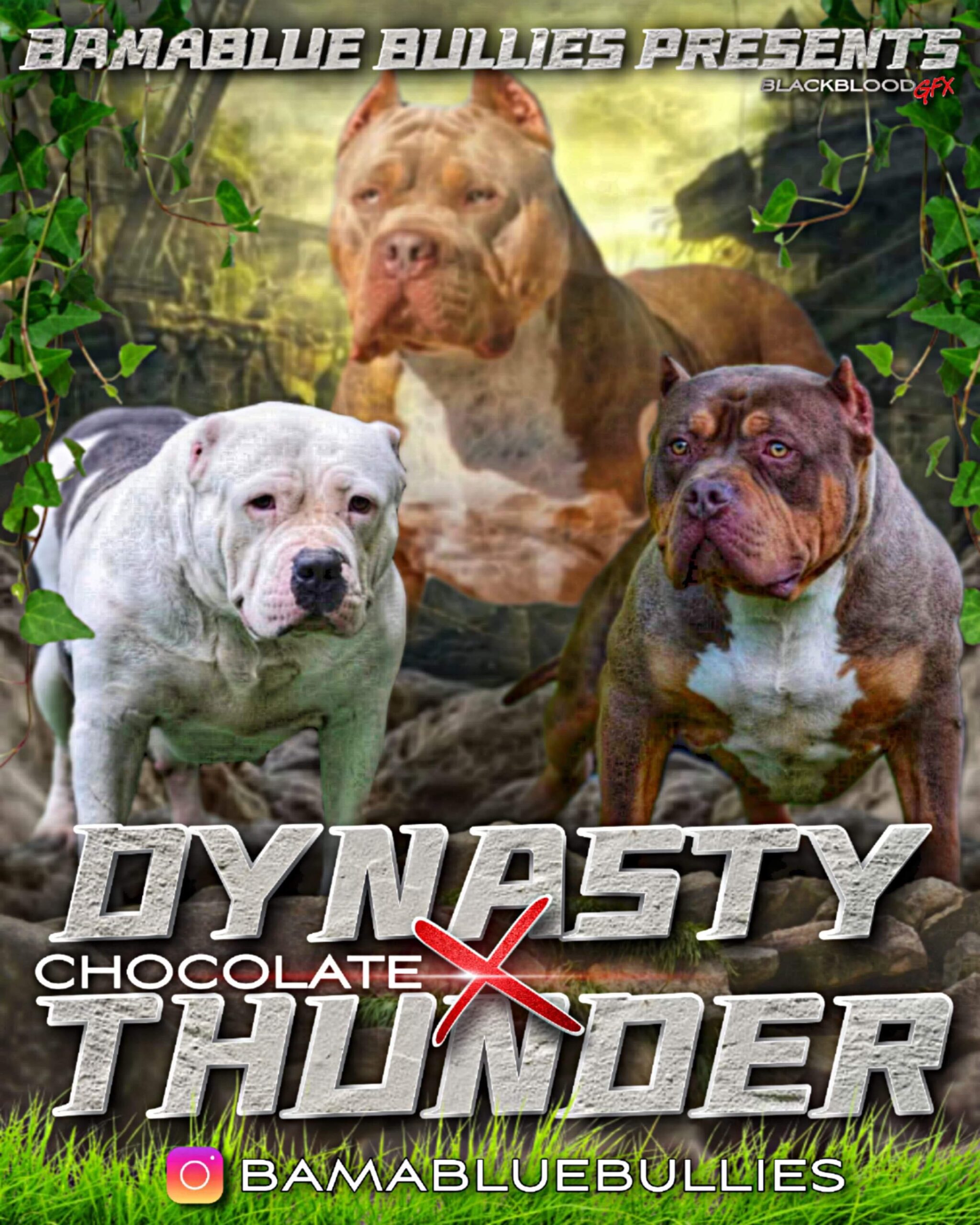 XXL American Bully Sire  Dynasty X Thunder Breeding